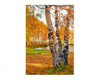 Картина по номерам арт. RA74107 Озеро в березовой роще 40*50 в кор.